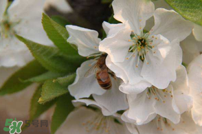 櫻桃怎么授粉？紅燈櫻桃怎么授粉？