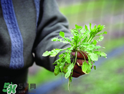 糖尿病人能吃薺菜嗎？糖尿病人可以吃薺菜嗎？