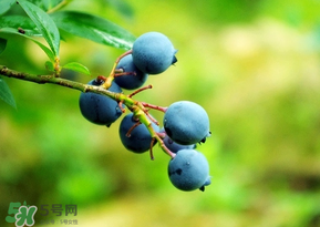 藍(lán)莓一天吃多少為宜？藍(lán)莓每天吃多少合適？