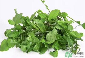 薺菜有毒嗎？吃薺菜會中毒嗎？