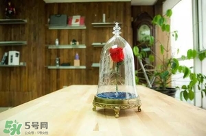 camino美女與野獸音響多少錢？camino玫瑰藍牙音箱價格