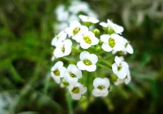 薺菜花可以泡茶嗎？薺菜花泡茶喝有什么功效？