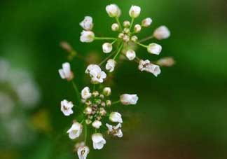 薺菜什么時候開花？薺菜花什么時候采？