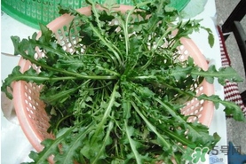 野生薺菜孕婦能吃嗎？野薺菜孕婦可以吃嗎？