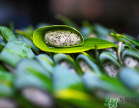 蒿子粑粑能吃嗎？蒿子粑粑可以吃嗎？