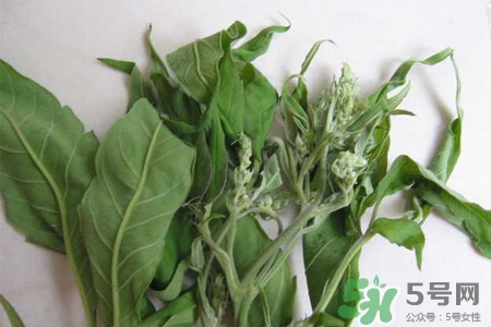 艾草是寒性的嗎？艾草是涼性的嗎？