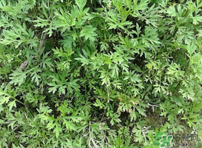 蒿子是發(fā)物嗎？蒿子是不是發(fā)物嗎？