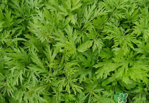 蒿子是發(fā)物嗎？蒿子是不是發(fā)物嗎？