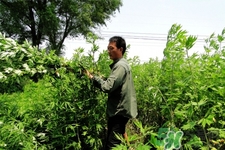 艾草是哪個(gè)季節(jié)的？艾草是什么季節(jié)采摘？