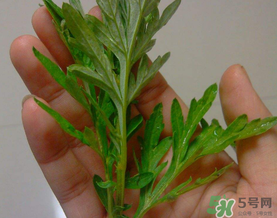 蒿子是艾葉嗎？蒿子和艾葉的區(qū)別