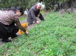 蒿子怎么保存？蒿子能放速凍保存嗎？