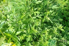 艾草可以泡腳嗎？艾葉泡腳的功效與作用