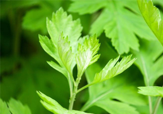 艾草是哪個(gè)季節(jié)的？艾草是什么季節(jié)采摘？