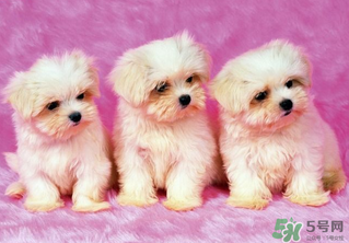 狗狗能吃薺菜嗎？狗吃了薺菜會生病嗎？
