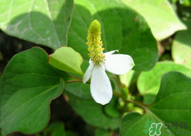 薺菜和魚腥草能一起吃嗎？薺菜和魚腥草可以同時(shí)泡茶嗎？
