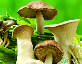 薺菜和蘑菇能一起吃嗎？薺菜和菇類能一起吃嗎？