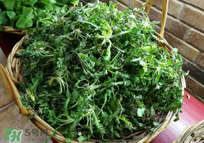乙肝能吃薺菜嗎？乙肝病人可以吃薺菜嗎？