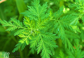 青蒿是什么植物？青蒿是種子植物還是裸子植物？