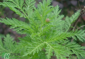 青蒿是什么植物？青蒿是種子植物還是裸子植物？