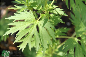 青蒿能吃嗎？青蒿可以吃嗎？