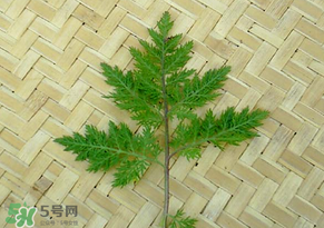 吃青蒿有好處嗎？青蒿的功效與作用