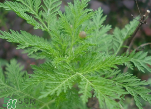 蒿子怎么做好吃？蒿子能涼拌嗎？