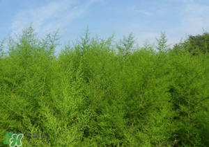 蒿子怎么做好吃？蒿子能涼拌嗎？