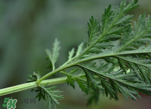 蒿子怎么做好吃？蒿子能涼拌嗎？