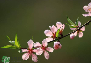 清明節(jié)還有桃花嗎？清明節(jié)去哪里看桃花？