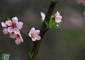 清明節(jié)還有桃花嗎？清明節(jié)去哪里看桃花？