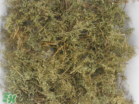 青蒿可以泡水喝嗎？青蒿能泡水喝嗎？