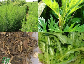 青蒿可以泡水喝嗎？青蒿能泡水喝嗎？