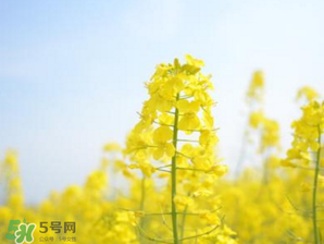 2017年清明節(jié)油菜花開了嗎？2017年清明節(jié)還有油菜花嗎？
