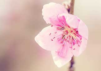 清明節(jié)還有桃花嗎？清明節(jié)去哪里看桃花？
