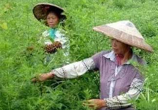 青蒿可以泡水喝嗎？青蒿能泡水喝嗎？