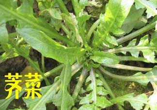 薺菜和狗肉能一起吃嗎？狗肉跟薺菜可以同食嗎？