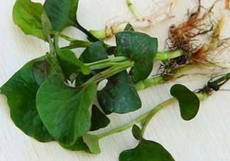 薺菜和魚腥草能一起吃嗎？薺菜和魚腥草可以同時泡茶嗎？