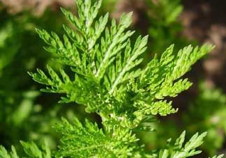 青蒿是什么植物？青蒿是種子植物還是裸子植物？