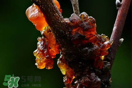 桃膠可以隔夜吃嗎？桃膠能過夜嗎？