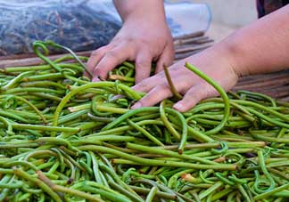 蕨菜什么時(shí)候采摘？蕨菜什么時(shí)候有？