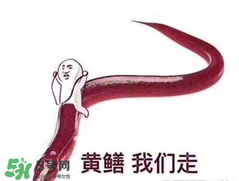 七彩皮皮鱔我們往死里鉆是什么意思？七彩皮皮鱔我們?nèi)€(gè)好地方是什么意思？