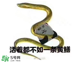 七彩皮皮鱔我們往死里鉆是什么意思？七彩皮皮鱔我們?nèi)€(gè)好地方是什么意思？