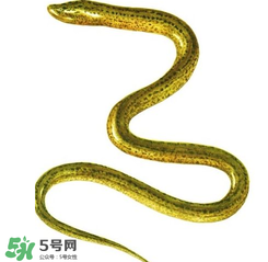 七彩皮皮鱔我們往死里鉆是什么意思？七彩皮皮鱔我們?nèi)€(gè)好地方是什么意思？
