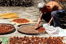 桃膠有農(nóng)藥嗎？怎么去除桃膠的農(nóng)藥？