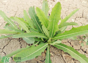 苦菜什么人不能吃？什么體質(zhì)不宜吃苦菜？