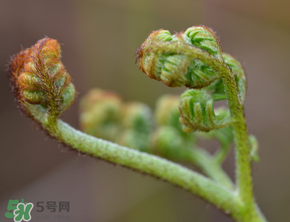 吃蕨菜會過敏嗎？皮膚過敏能吃蕨菜嗎？