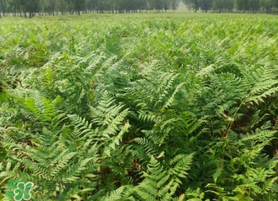 蕨菜可以種植嗎？蕨菜怎么種植？