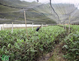 蕨菜可以種植嗎？蕨菜怎么種植？