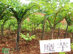 魔芋什么味道？怎么去除魔芋味道？