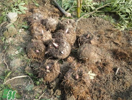 魔芋什么時候種植？魔芋怎么種植技術(shù)？